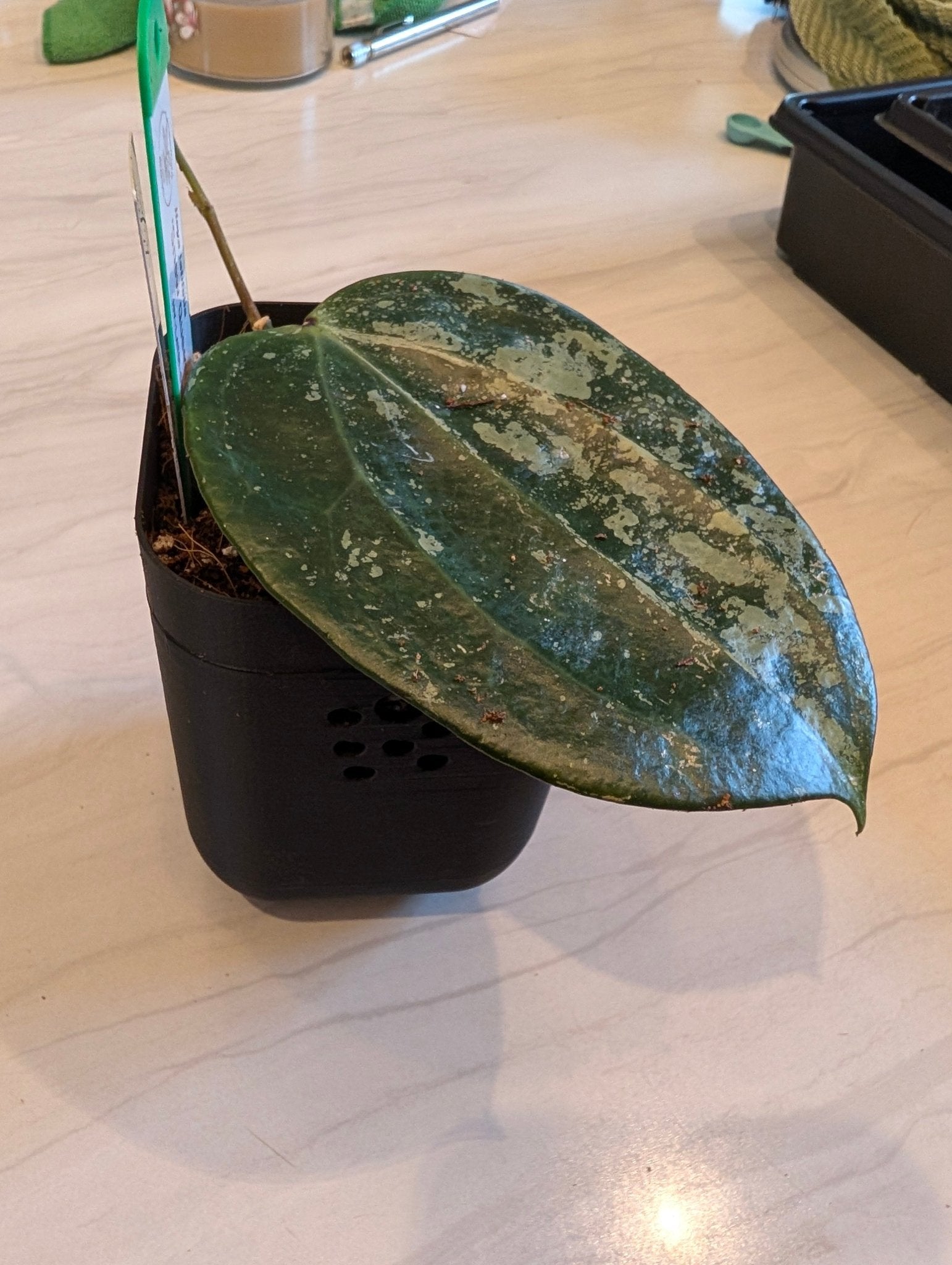 Hoya latifolia 'Snow Queen' HY-LAT01-C15 - Gathering Moss