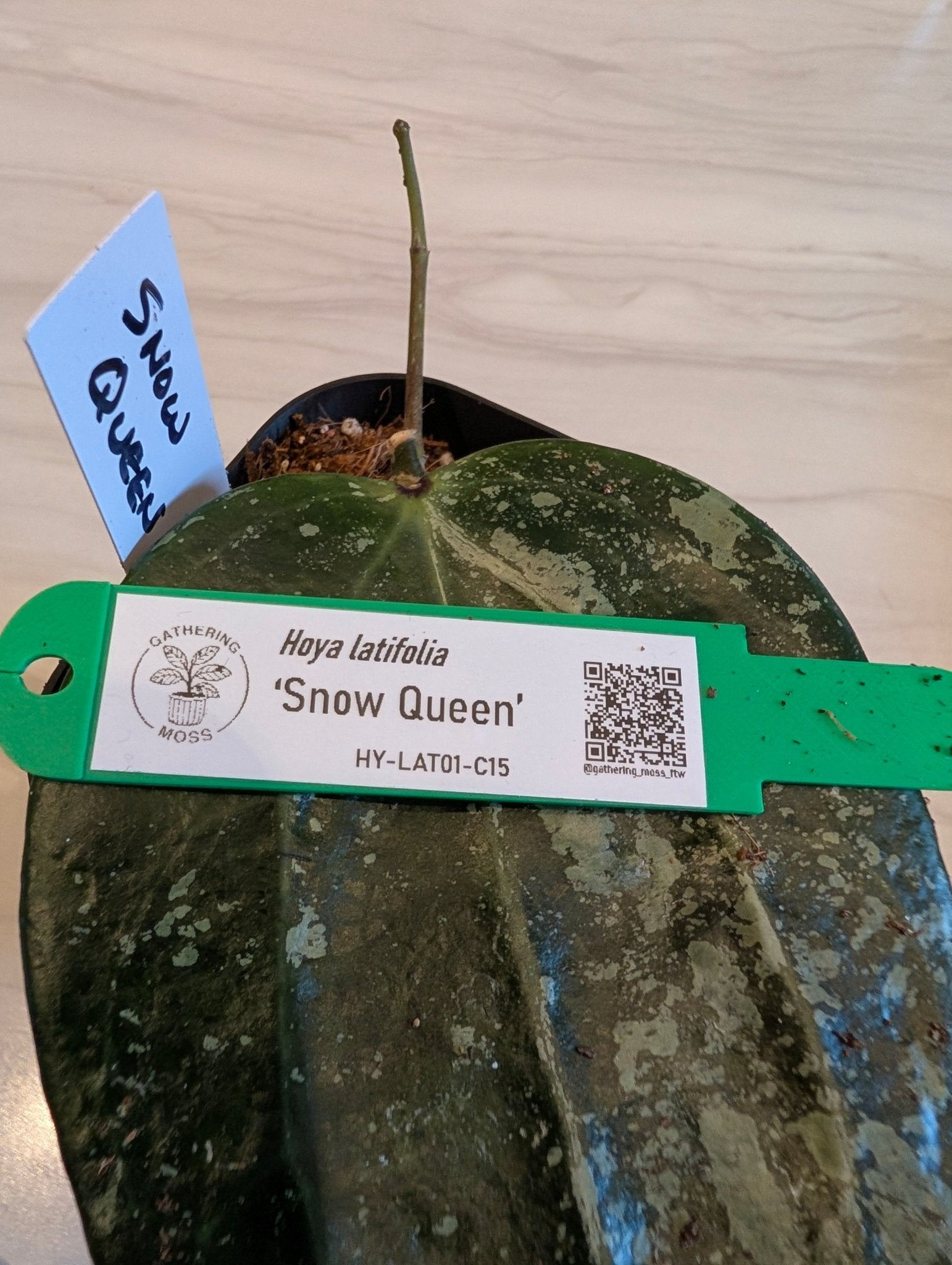Hoya latifolia 'Snow Queen' HY-LAT01-C15 - Gathering Moss