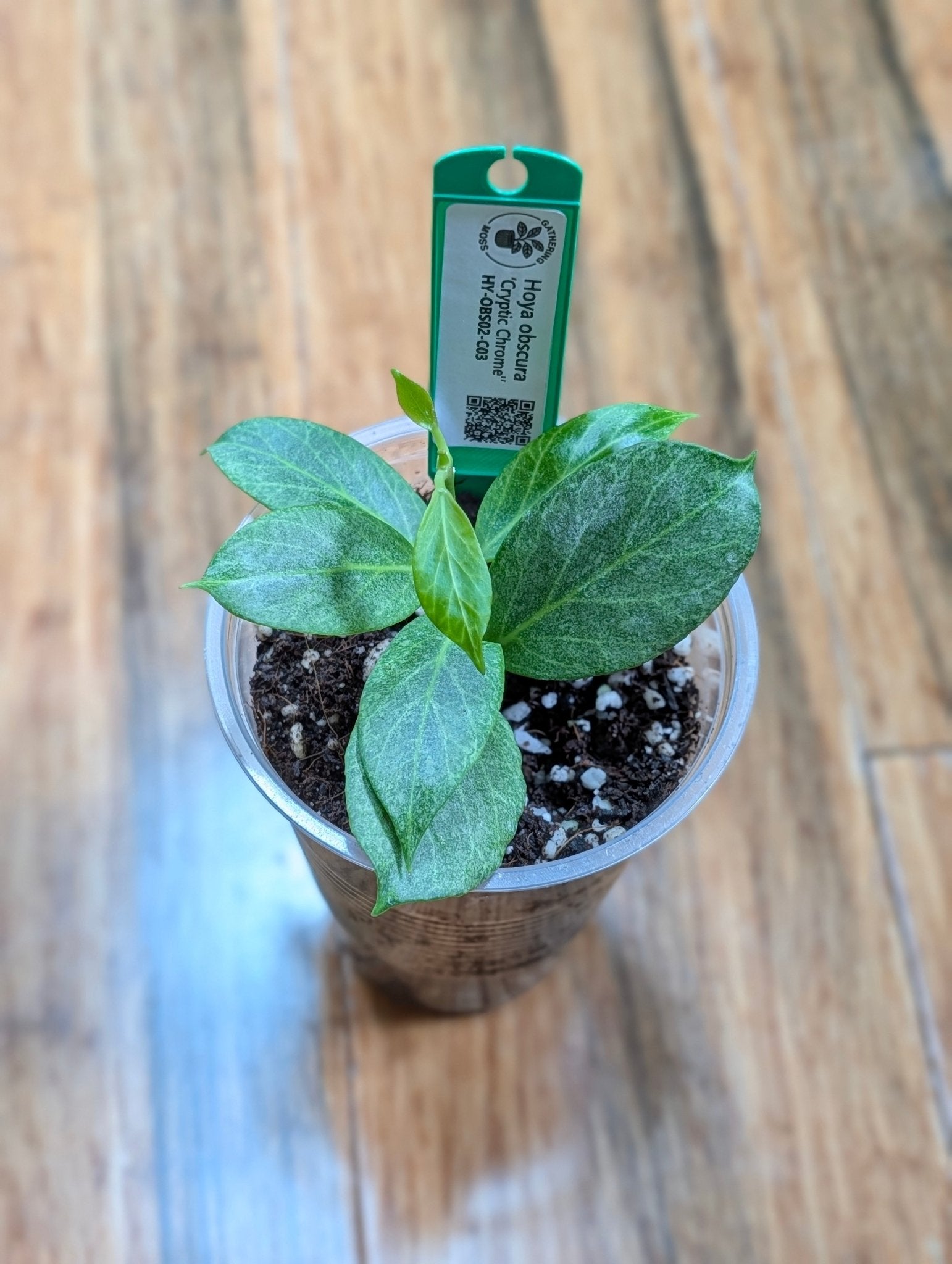 Hoya obscura 'Cryptic Chrome' — Rooted 8-Leaf Starter Plant in 3.5" Pot - Gathering Moss