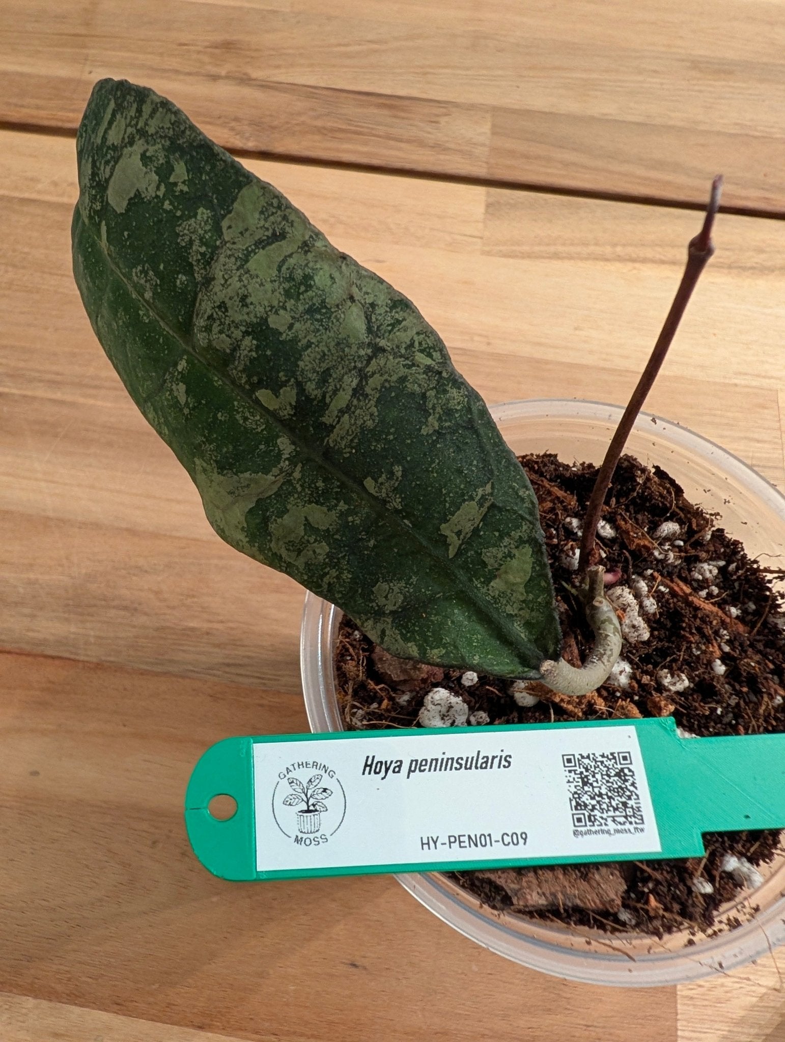 Hoya peninsularis HY-PEN01-C09 - Gathering Moss