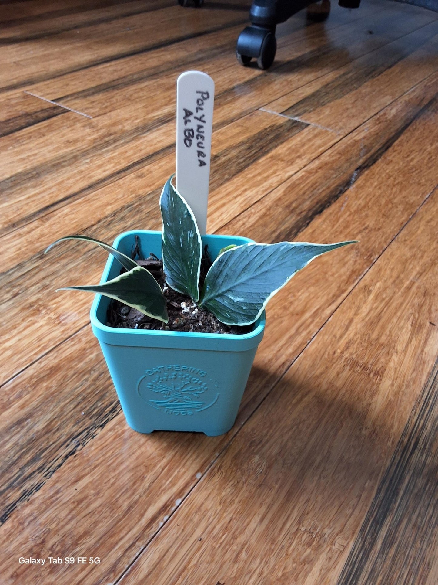 Hoya Polyneura Albo – Must - Have Rare Hoya - Gathering Moss