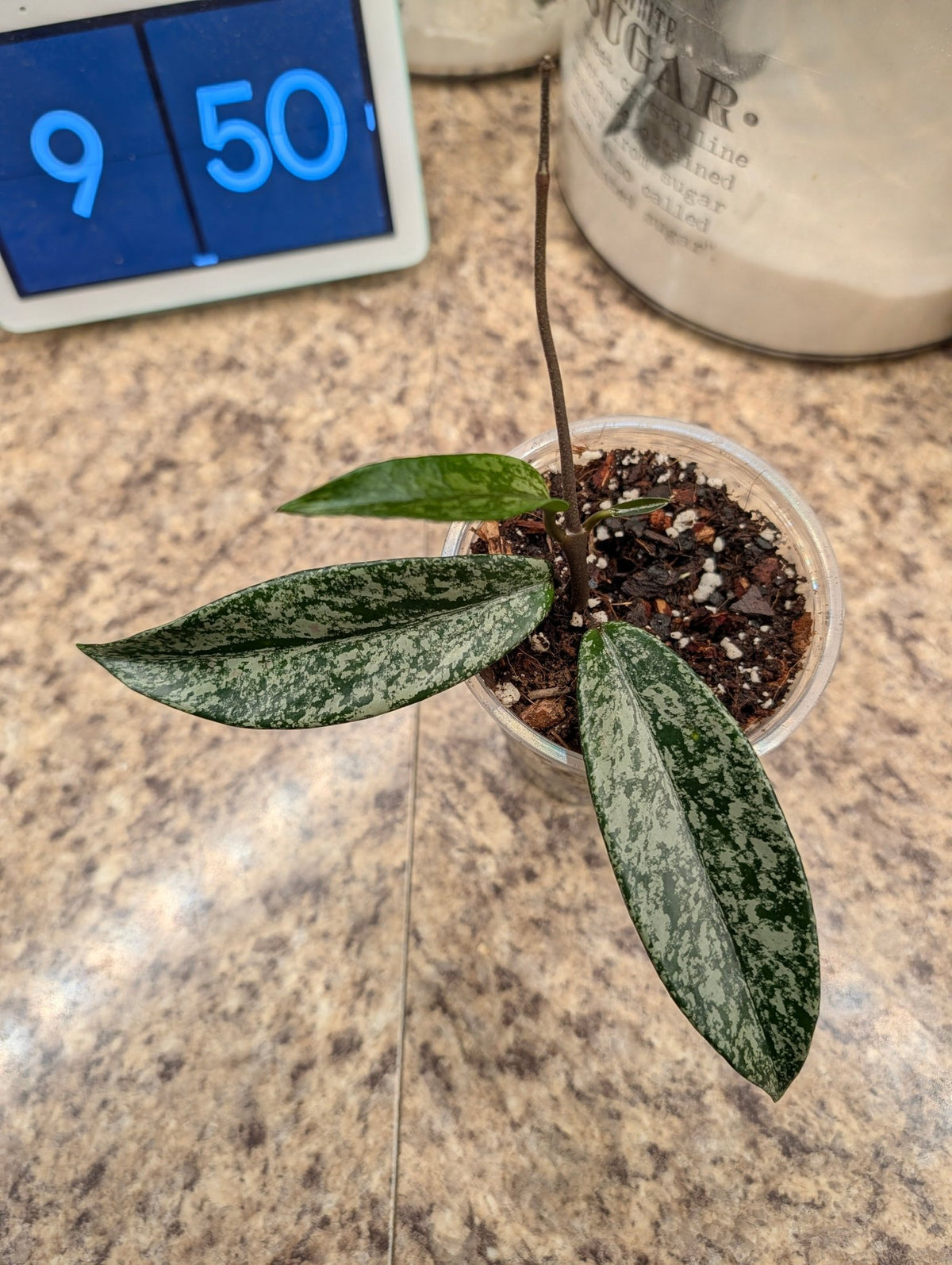 Hoya pubicalyx ‘Pink Silver Ghost’ — Rooted 4-Inch Starter with Silver Splash - Gathering Moss