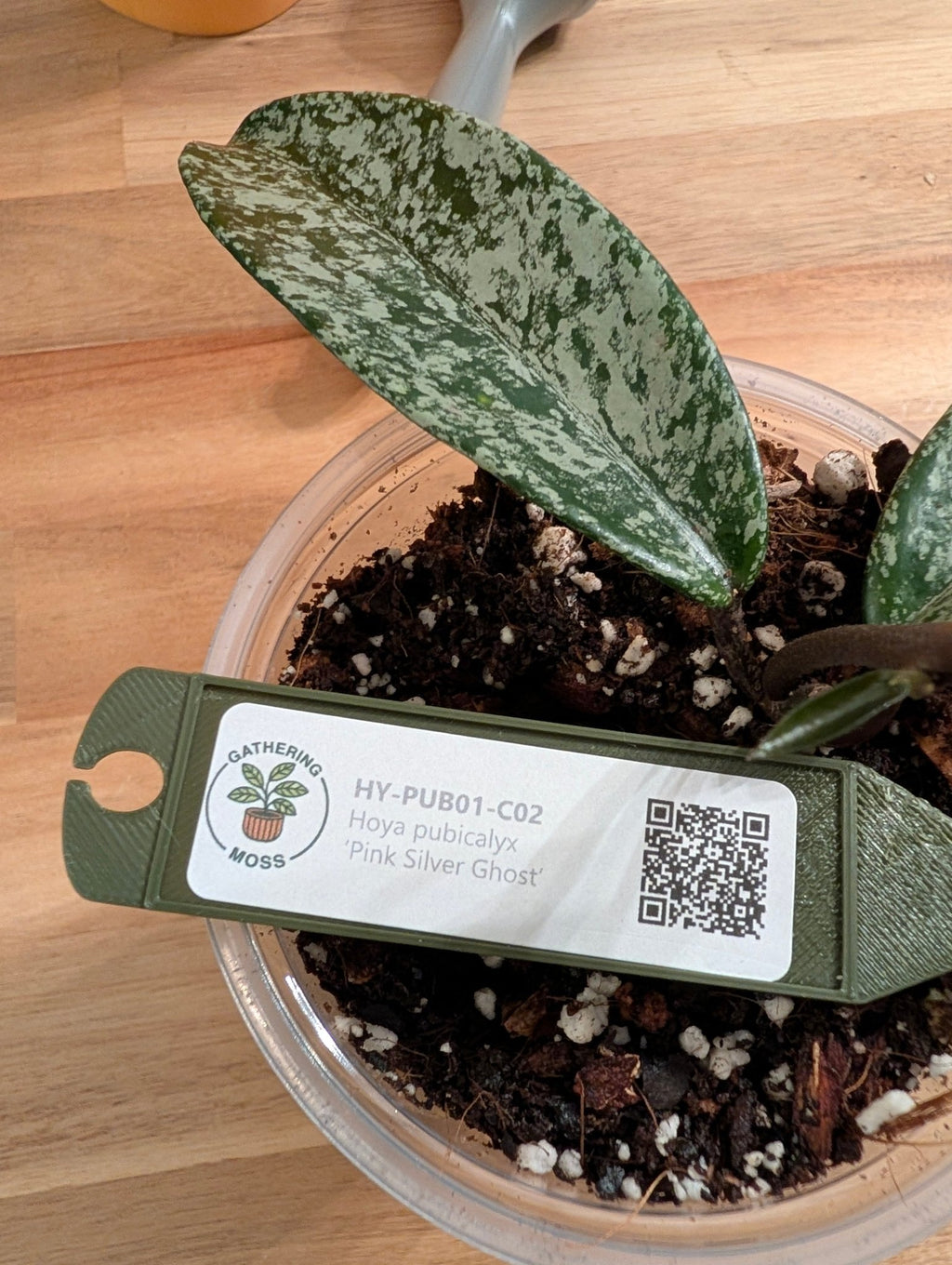 Hoya pubicalyx ‘Pink Silver Ghost’ — Rooted 4-Inch Starter with Silver Splash - Gathering Moss