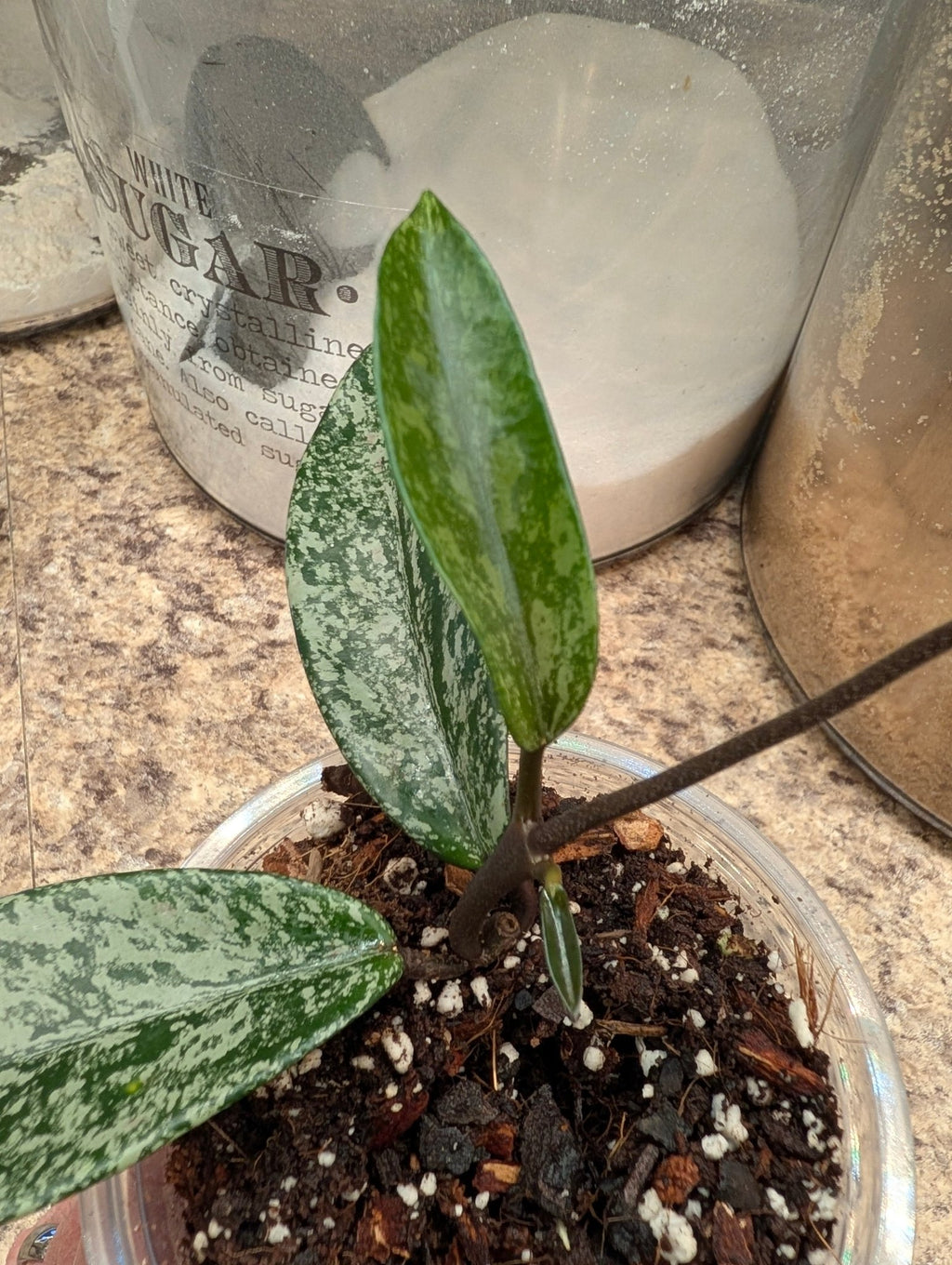 Hoya pubicalyx ‘Pink Silver Ghost’ — Rooted 4-Inch Starter with Silver Splash - Gathering Moss