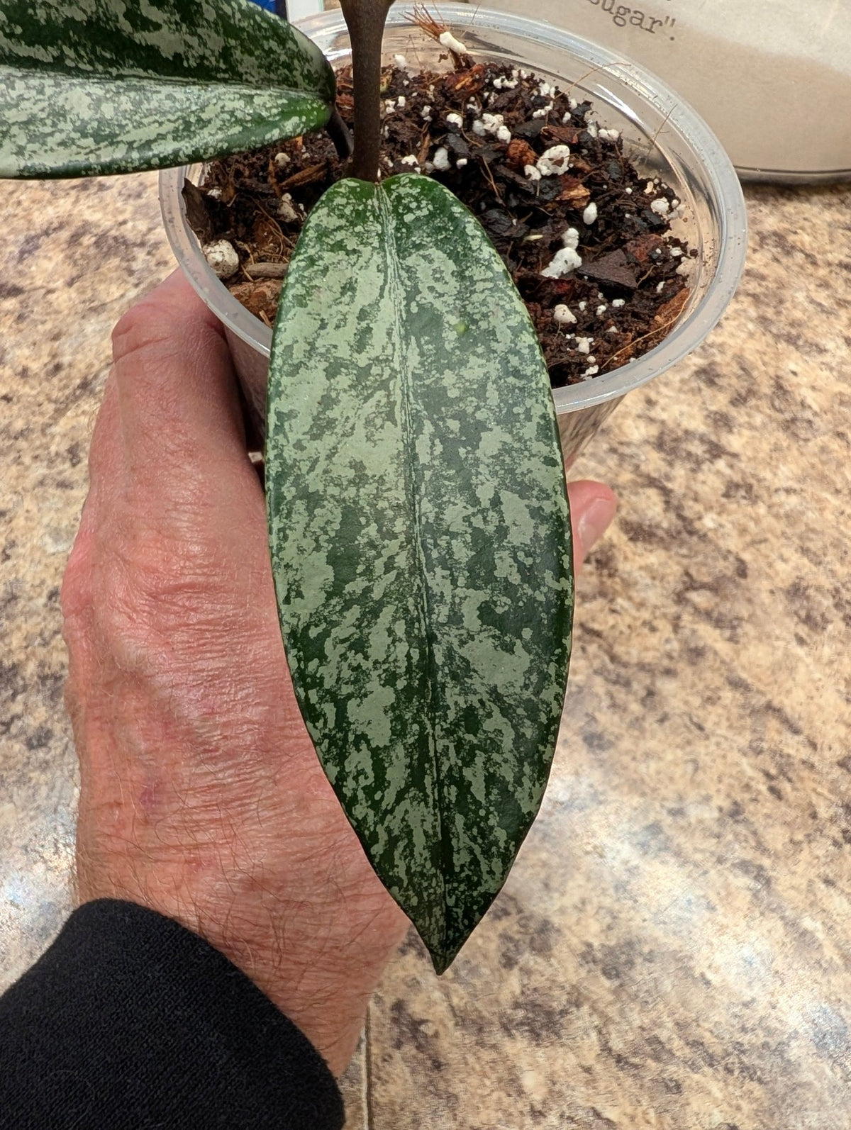 Hoya pubicalyx ‘Pink Silver Ghost’ — Rooted 4-Inch Starter with Silver Splash - Gathering Moss