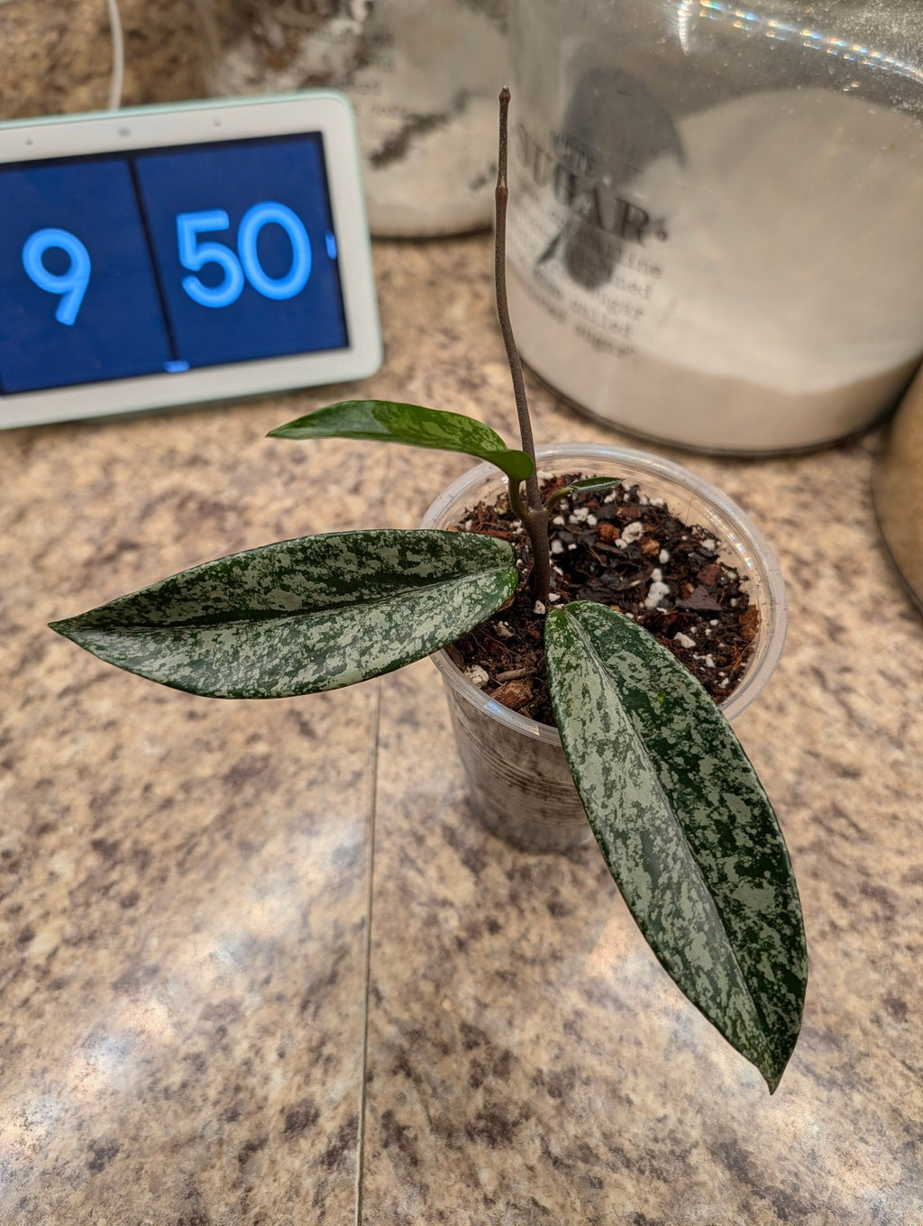 Hoya pubicalyx ‘Pink Silver Ghost’ — Rooted 4-Inch Starter with Silver Splash - Gathering Moss