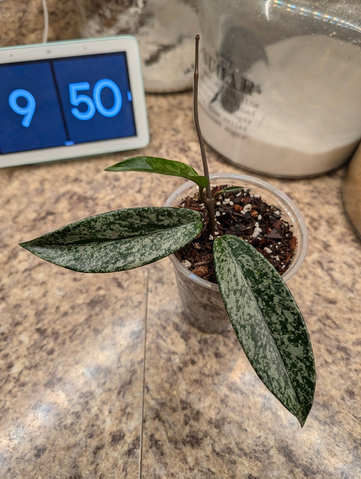 Hoya pubicalyx ‘Pink Silver Ghost’ — Rooted 4-Inch Starter with Silver Splash - Gathering Moss