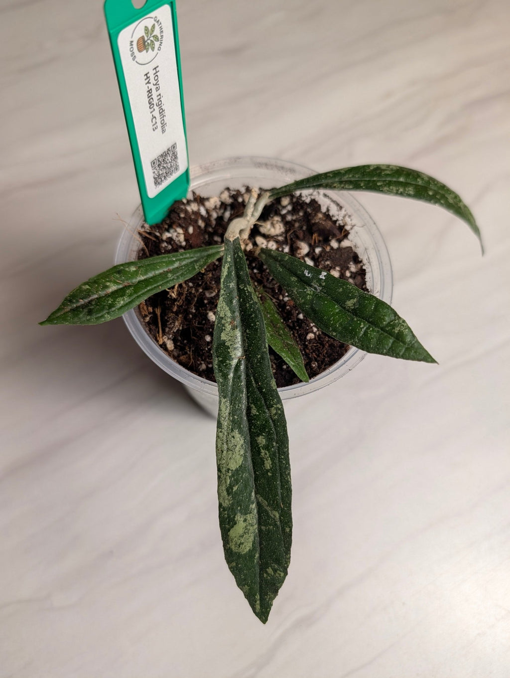 Hoya rigidifolia Rooted Starter Plant | Sumatra Native Hoya - Gathering Moss