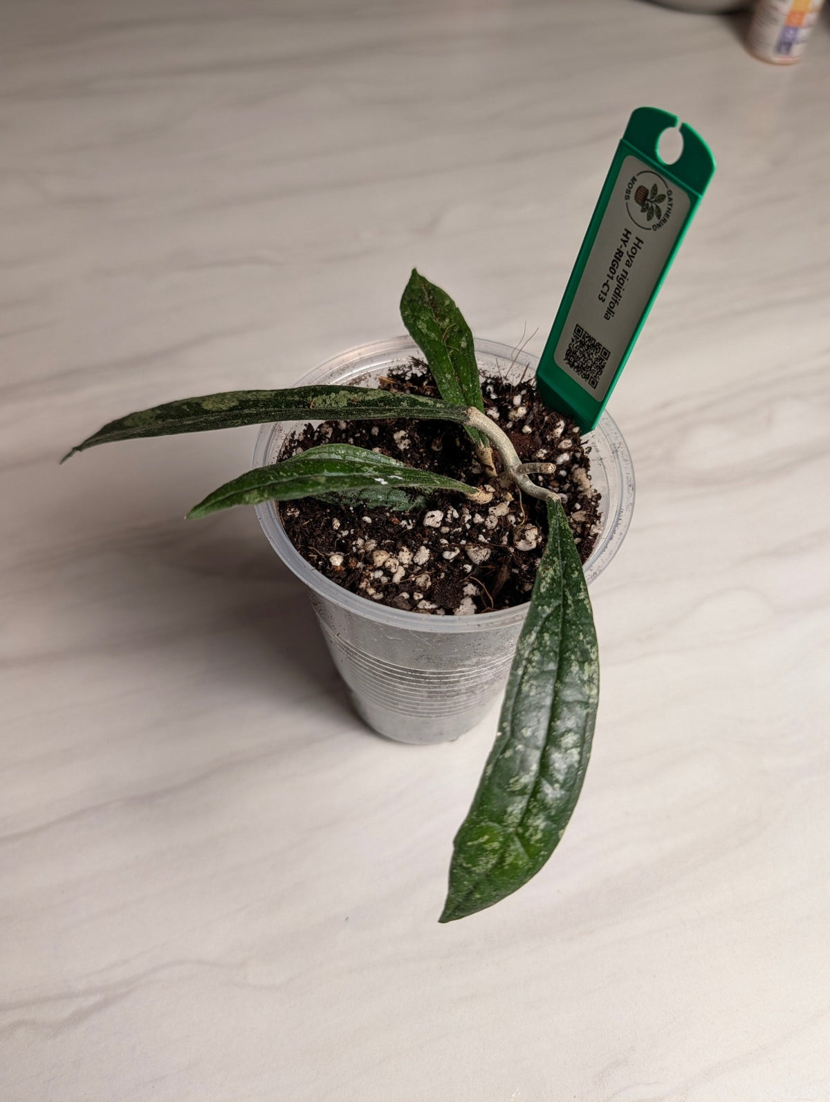 Hoya rigidifolia Rooted Starter Plant | Sumatra Native Hoya - Gathering Moss
