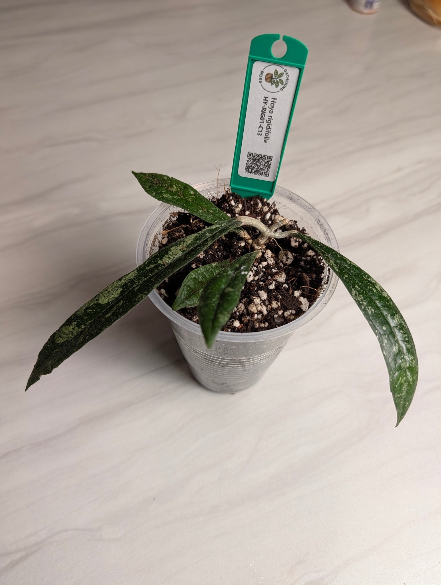 Hoya rigidifolia Rooted Starter Plant | Sumatra Native Hoya - Gathering Moss