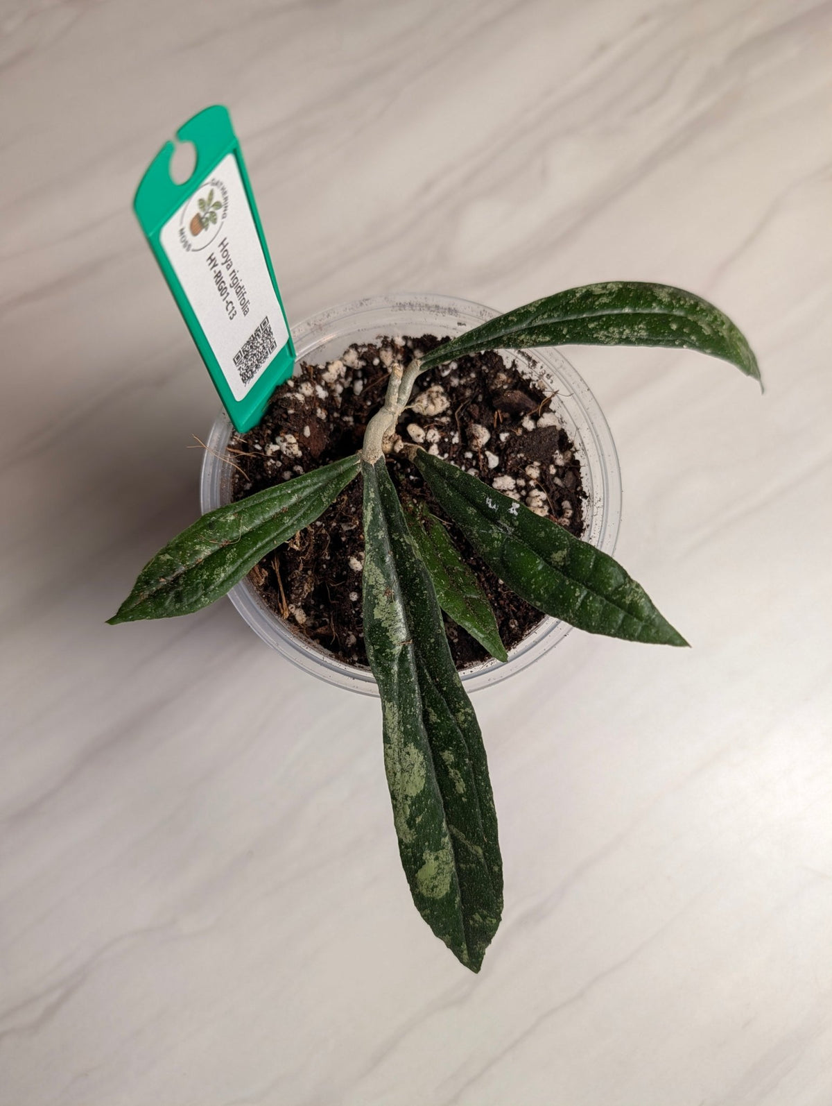 Hoya rigidifolia Rooted Starter Plant | Sumatra Native Hoya - Gathering Moss