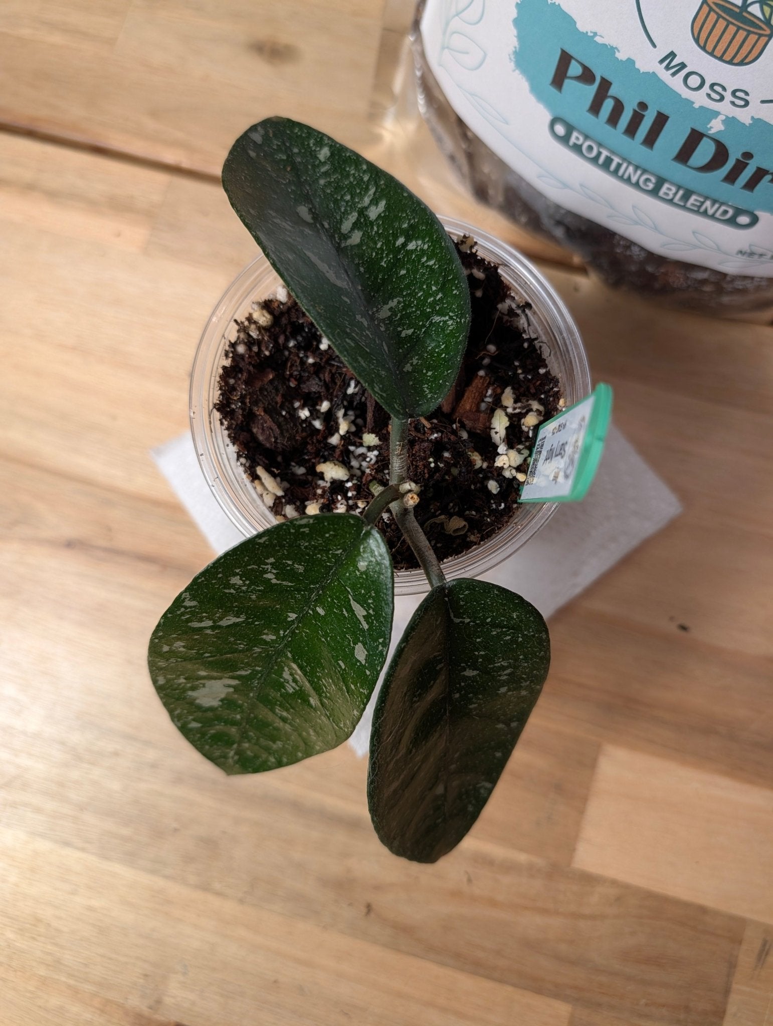 Hoya 'Starry Night' HY-STA01-C02 - Gathering Moss