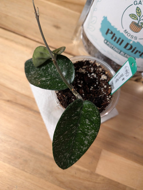 Hoya 'Starry Night' HY-STA01-C06 - Gathering Moss