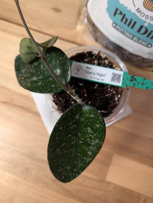 Hoya 'Starry Night' HY-STA01-C06 - Gathering Moss