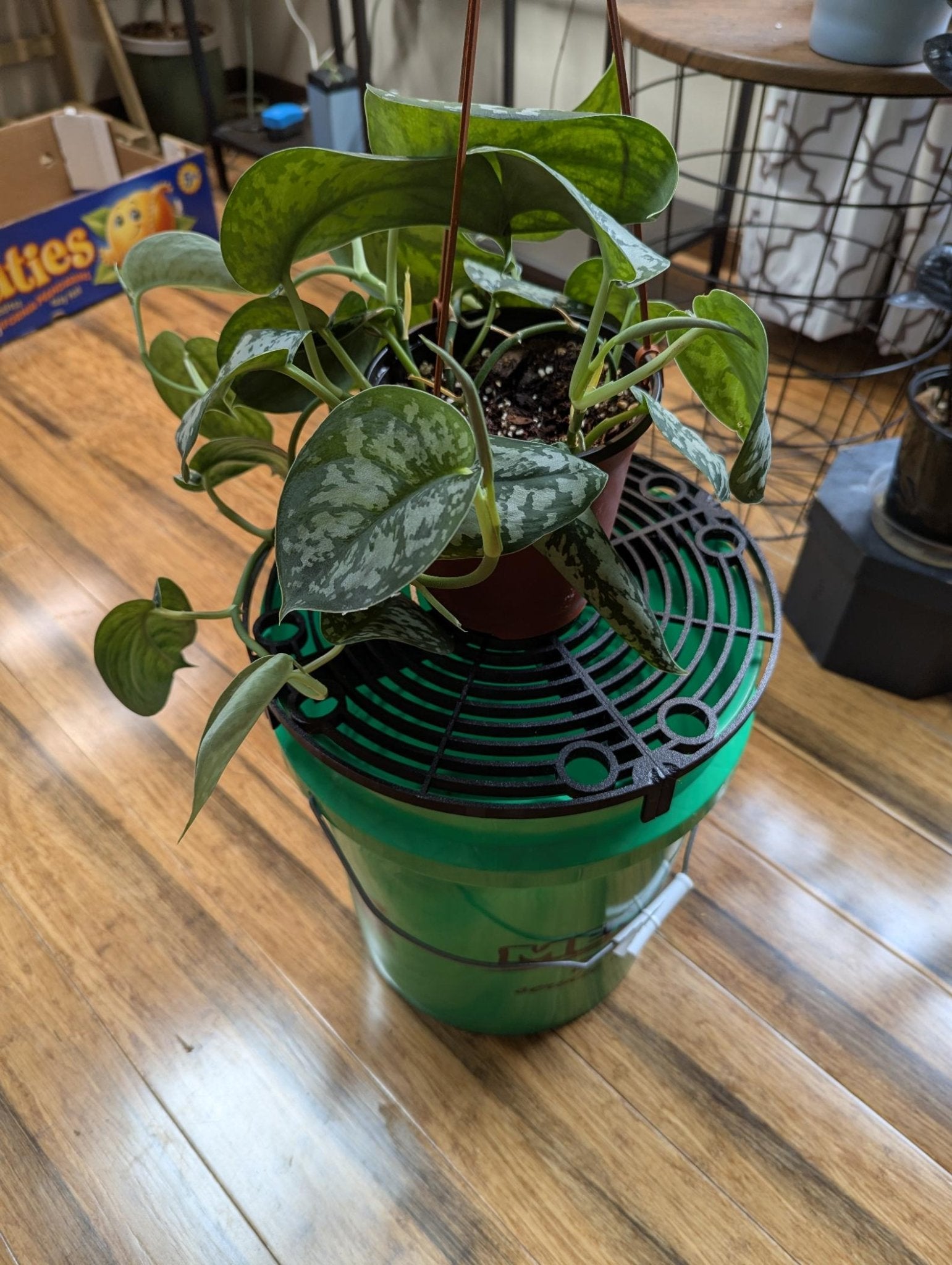 HydraDeck | Mobile Watering Station for Plants | Indoor Plant Care & Repotting Tray Alternative - Gathering Moss