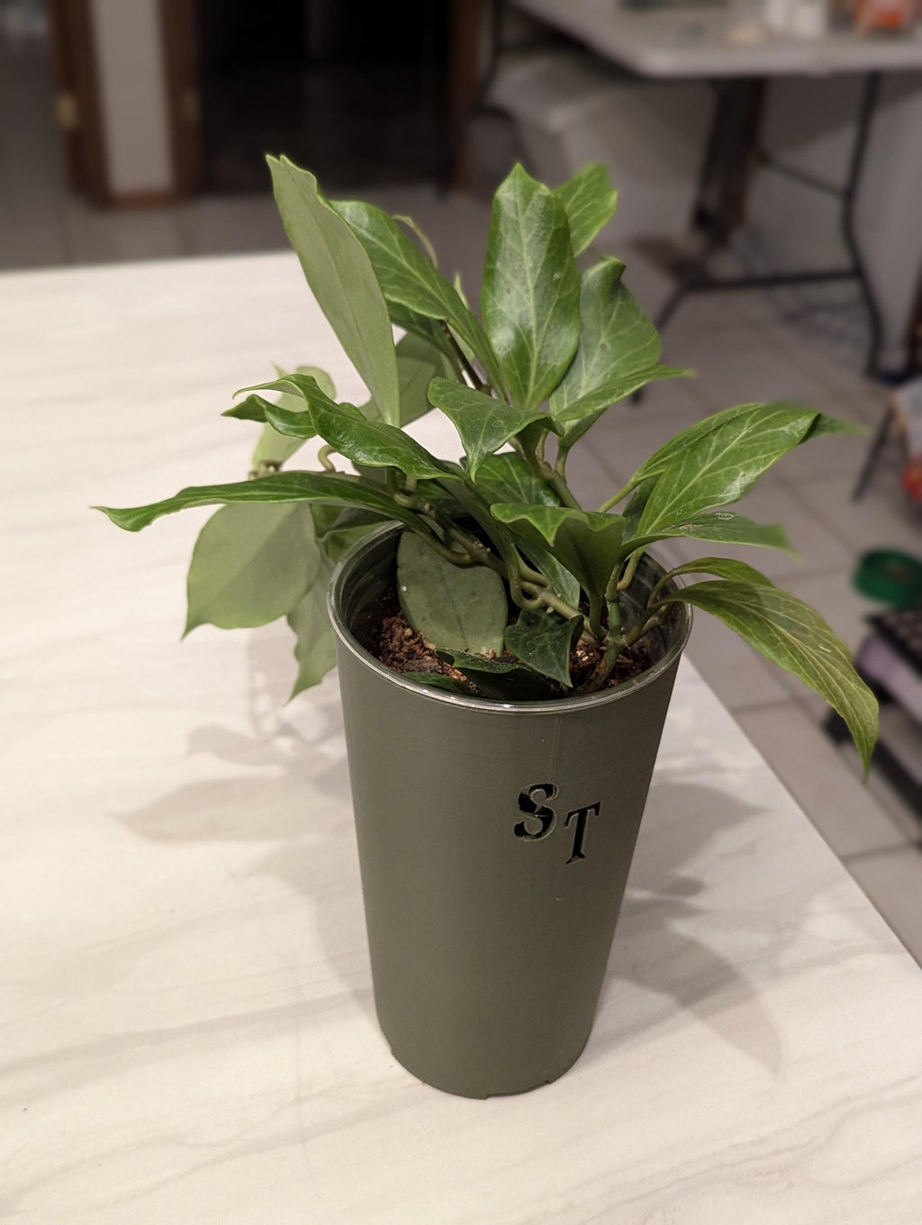 The Lora - Cover pot for clear cups