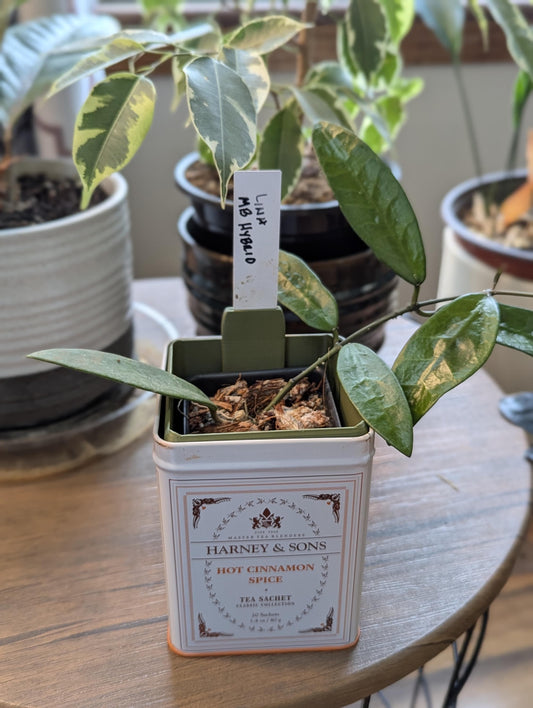 The Tea Time Planter for Harney & Sons tins