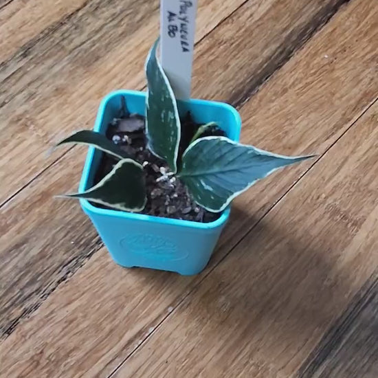 Hoya Polyneura Albo – Must-Have Rare Hoya