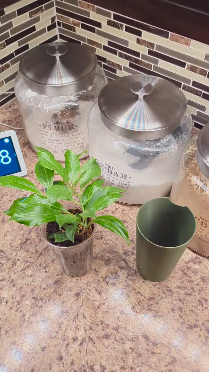 The Lora - Cover pot for clear cups