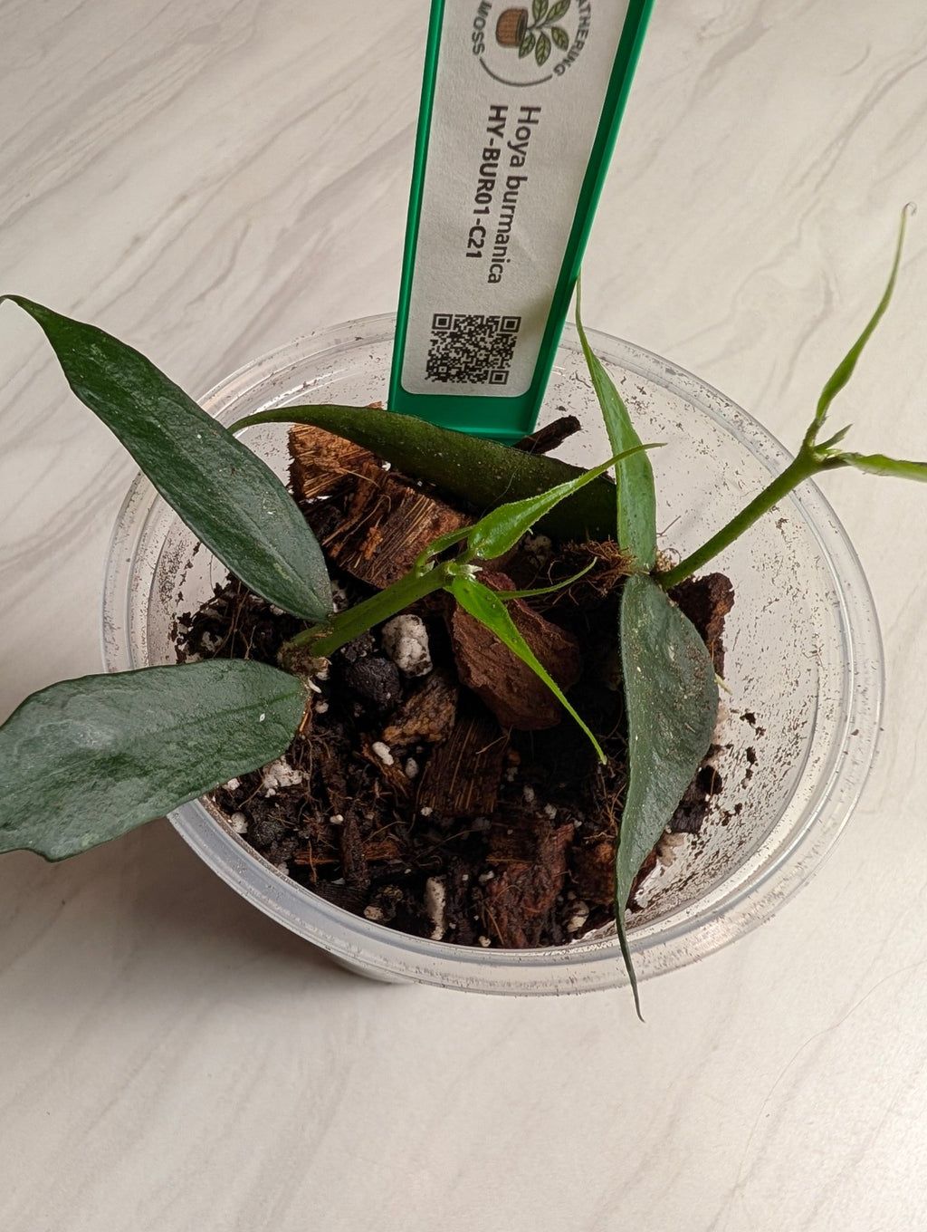 Rooted Hoya burmanica Starter Plant — 6 Leaves - Gathering Moss