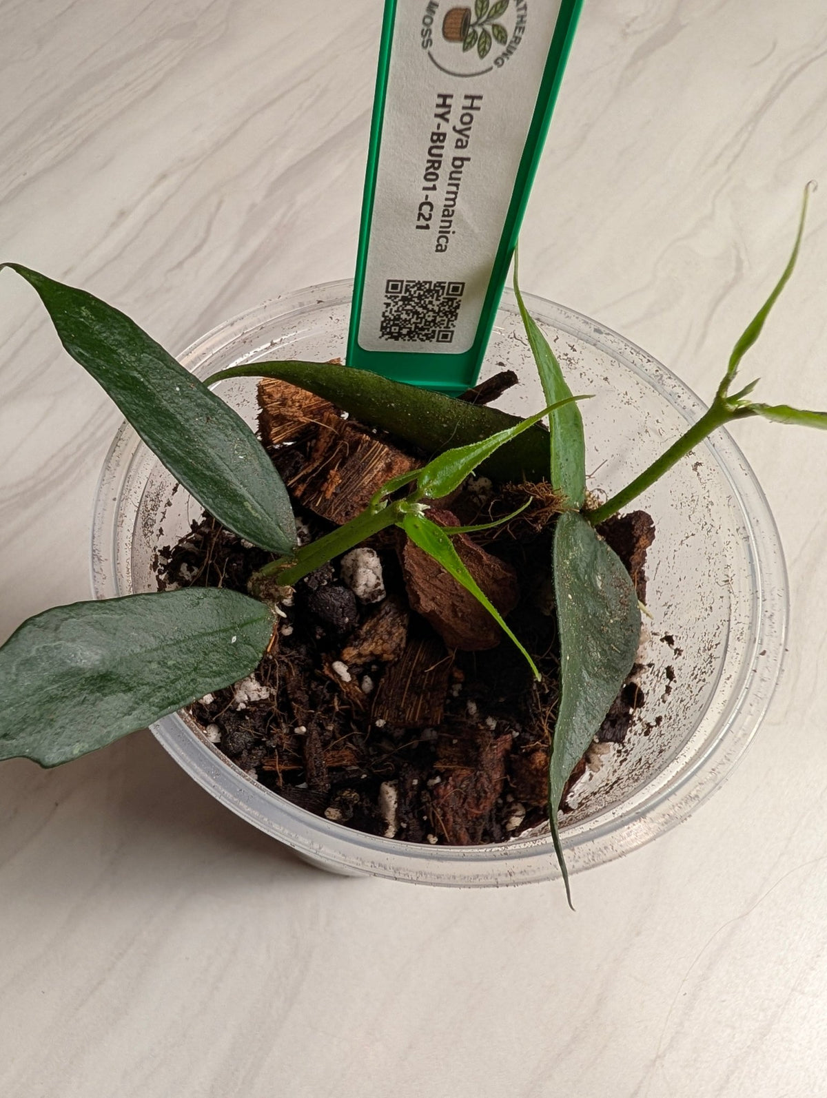 Rooted Hoya burmanica Starter Plant — 6 Leaves - Gathering Moss