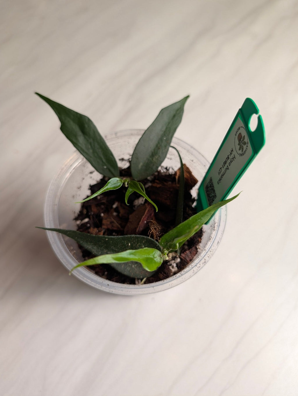 Rooted Hoya burmanica Starter Plant — 6 Leaves - Gathering Moss