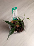 Rooted Hoya burmanica Starter Plant — 6 Leaves - Gathering Moss