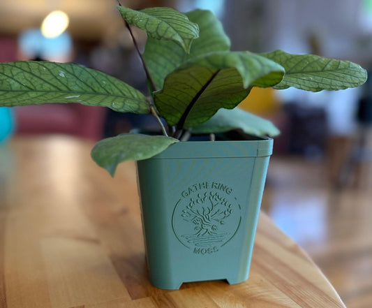 The Schlief Planter by Gathering Moss - Gathering Moss