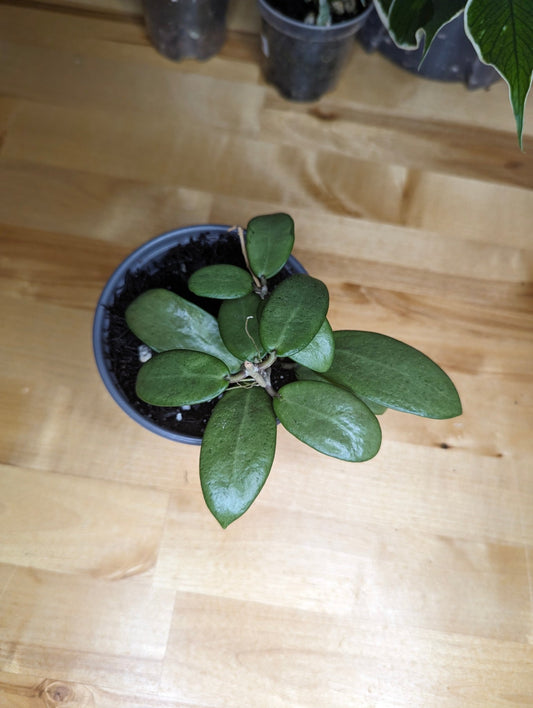 Hoya Verticillata 'Silver Lady' - Gathering Moss