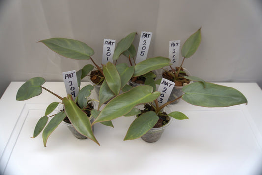 Philodendron Atabapoense - Gathering Moss