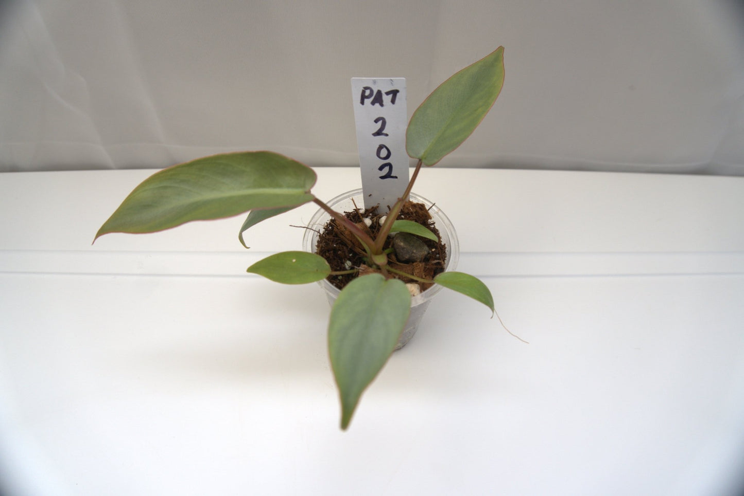 Philodendron Atabapoense - Gathering Moss