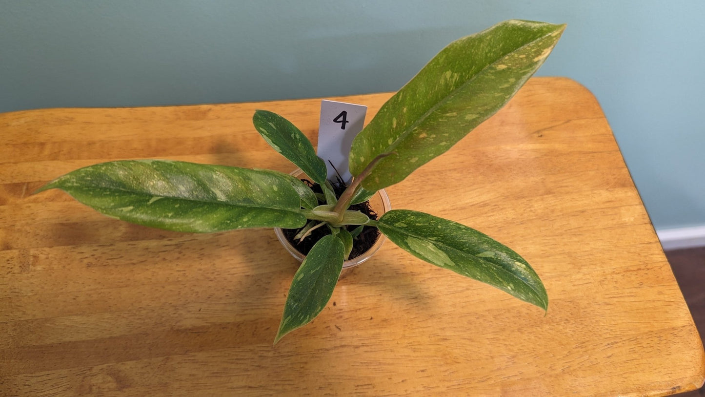 Philodendron Ring of Fire with campfire embers variegation - Gathering Moss